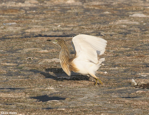 אנפית  סוף    Squacco Heron  Ardeola ralloides                                   טירת צבי,עמק בית שאן,אפריל 2007.